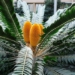 African cycad species are under threat after a new pest has emerged. The seeded plant is in danger of extinction as is, and South Africa has the most diverse population of species in the world. Photo: Supplied/Food For Mzansi