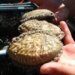 Indigenous health: Mzansi is rediscovering its food treasures