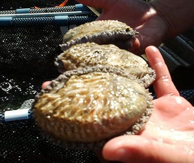 Abalone poaching remains one of South Africa’s most entrenched environmental crimes. Syndicates, drugs, and economic desperation sustain a black market worth millions. Photo: South African National Biodiversity Institute