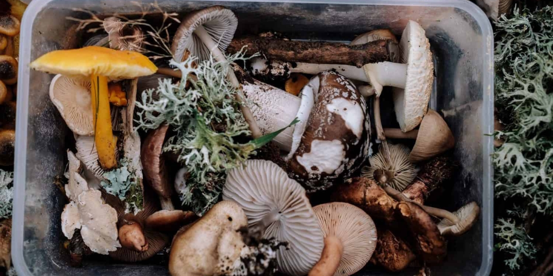 This week you can sign up for an interactive, web-based course for substrate design and mushroom cultivation. Photo: Supplied/Food For Mzansi 