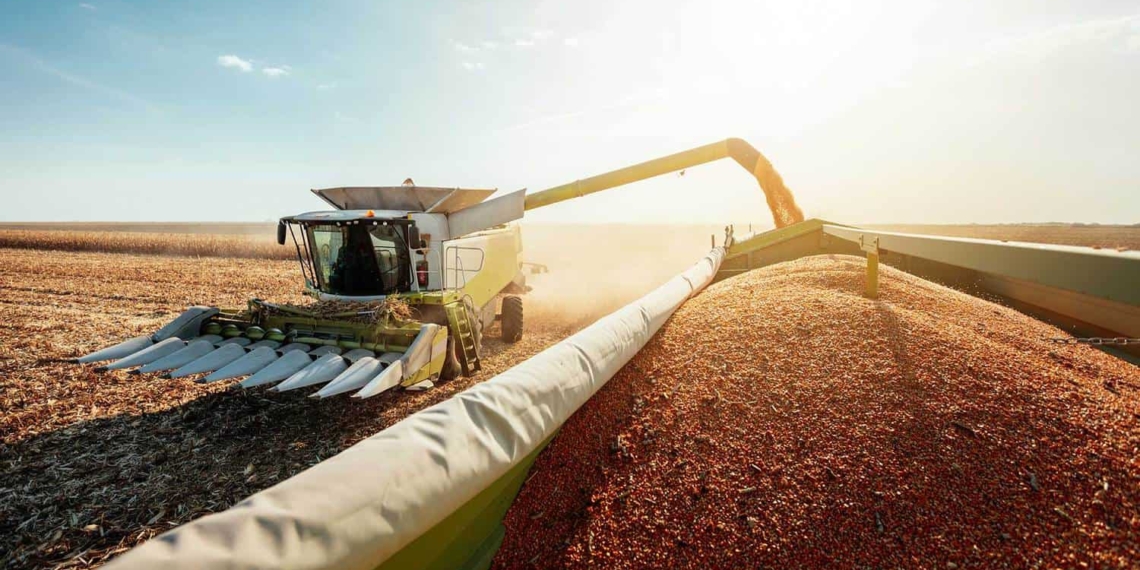 To become commercially sustainable, farmers need to have the end in mind first. Photo: Supplied/Food For Mzansi
