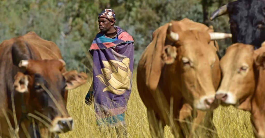 A new livestock identification and traceability system (LITS) will soon be used to trace animals and animal products from farm to fork. Photo: Trond Larsen/conservation.org