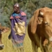A new livestock identification and traceability system (LITS) will soon be used to trace animals and animal products from farm to fork. Photo: Trond Larsen/conservation.org