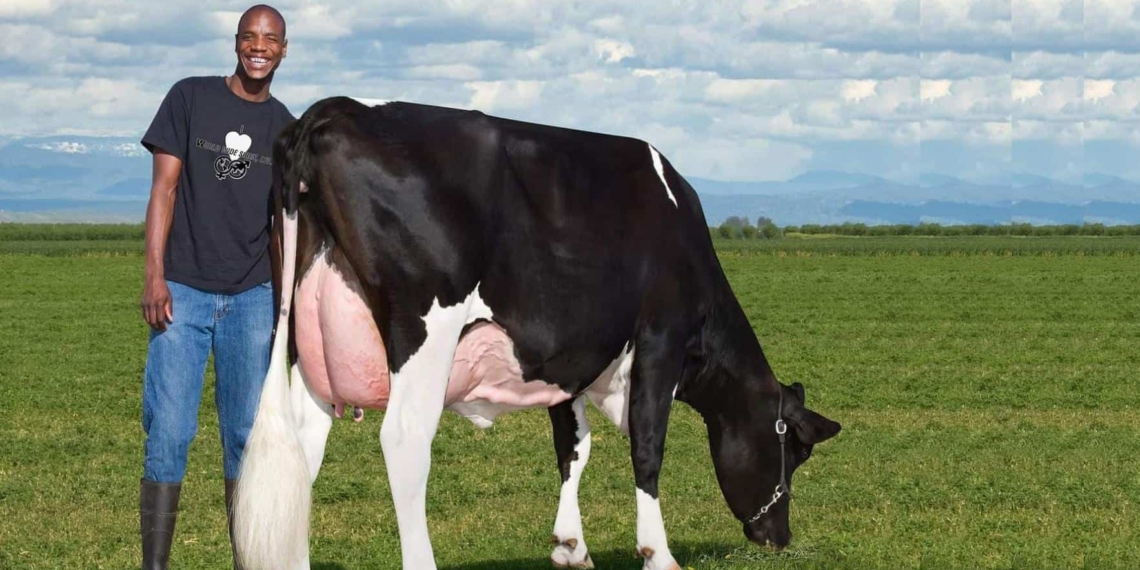 Feed costs account for the greatest portion of the variable costs of producing milk. Photo: Supplied/Food For Mzansi