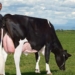 Feed costs account for the greatest portion of the variable costs of producing milk. Photo: Supplied/Food For Mzansi