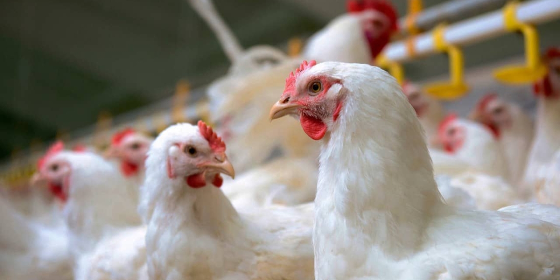 Gauteng veterinary authorities placed a layer farm under quarantine while they are investigating the cause of an avian influenza outbreak. Photo: Supplied/Food For Mzansi