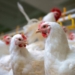 Gauteng veterinary authorities placed a layer farm under quarantine while they are investigating the cause of an avian influenza outbreak. Photo: Supplied/Food For Mzansi
