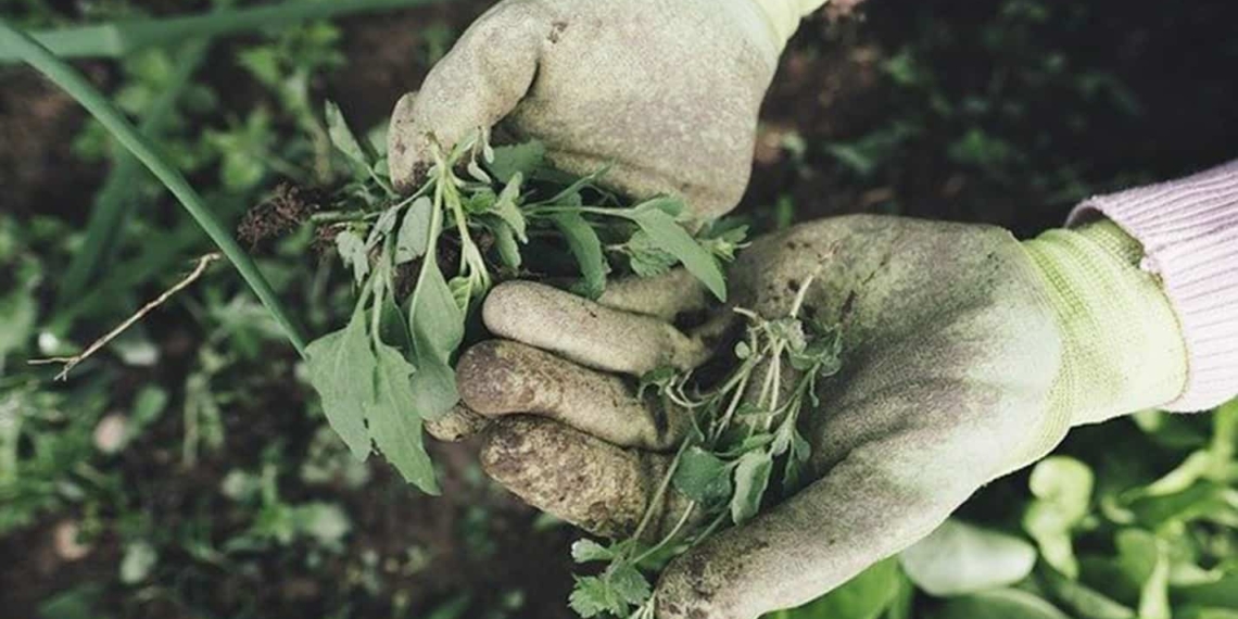 The Africa-wide GoGettaz Agripreneur Competition is calling all agri-enthusiasts. Photo: Supplied/Food for Mzansi