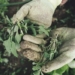 The Africa-wide GoGettaz Agripreneur Competition is calling all agri-enthusiasts. Photo: Supplied/Food for Mzansi