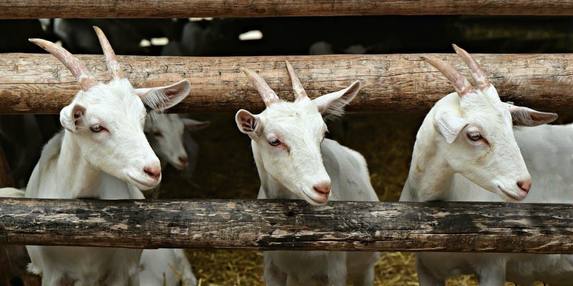 All goat farmers are urged to take part in this goat training session in Pietermaritzburg on Friday. This is in-depth training on how to prepare your animals or start your goat farming programme with the specifications from the market. Photo: Supplied/Food For Mzansi