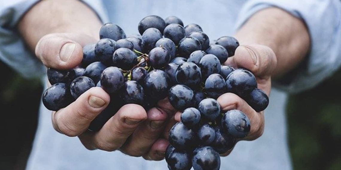 Following a very challenging year, the South African table grape industry is concluding the harvest of a bumper crop in the Western Cape. 73 million cartons are ready for the local and export markets.