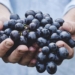 Following a very challenging year, the South African table grape industry is concluding the harvest of a bumper crop in the Western Cape. 73 million cartons are ready for the local and export markets.