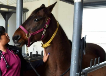An outbreak of African Horse Sickness was detected in the Western Cape, prompting veterinary services to establish an outbreak-control area. Photo: Supplied/Food For Mzansi