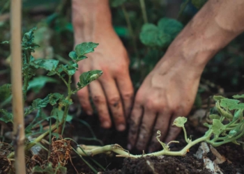 Farmers have an important role to play in the local government elections, and are encouraged to vote for those they want to see make a change. Photo: Supplied/Food For Mzansi