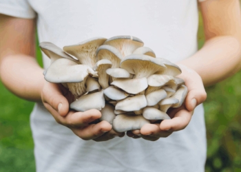 how to start mushroom farming