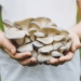 how to start mushroom farming