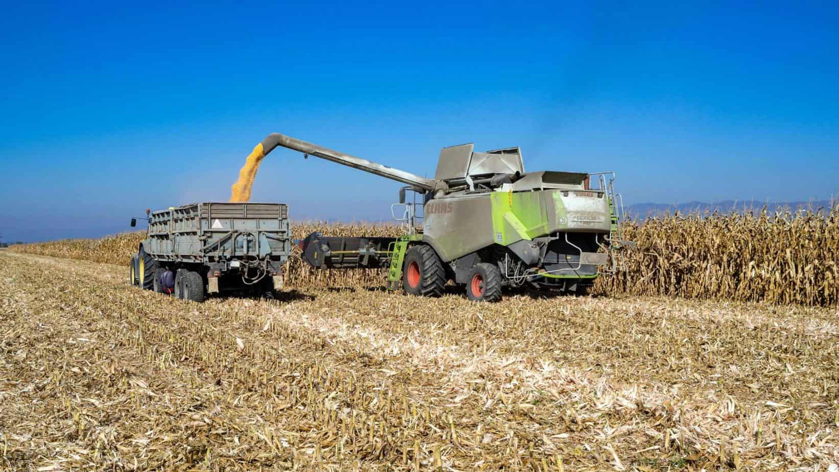 Grain farming Take these 5 steps to start