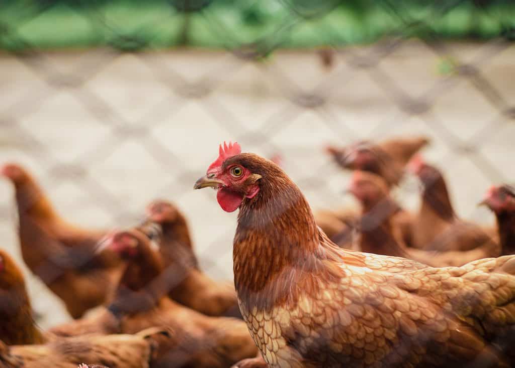 FairPlay has made several call for Value Added Tax (VAT) in South Africa to be removed from most chicken portions to help counter the rise in food inflation. Photos: Supplied/Pexels