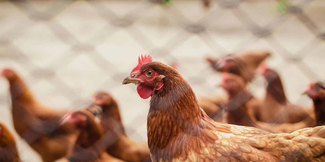 FairPlay has made several call for Value Added Tax (VAT) in South Africa to be removed from most chicken portions to help counter the rise in food inflation. Photos: Supplied/Pexels