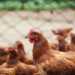 FairPlay has made several call for Value Added Tax (VAT) in South Africa to be removed from most chicken portions to help counter the rise in food inflation. Photos: Supplied/Pexels
