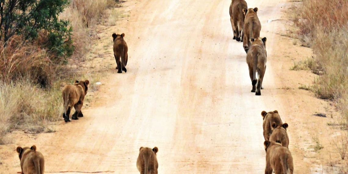 Representatives of the wildlife industry meets with minister Barbara Creecy today. Photo: Supplied/ Environmentza