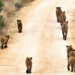Representatives of the wildlife industry meets with minister Barbara Creecy today. Photo: Supplied/ Environmentza