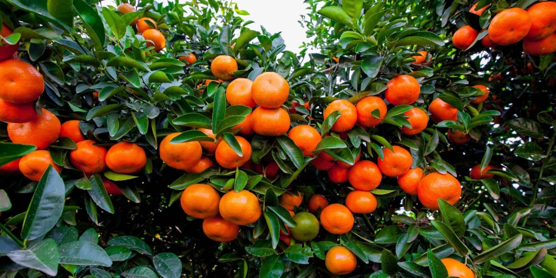 Across Mzansi, mandarins are currently under threat from Leptoglossus membranaceus. Photo: Supplied/ANB Investments