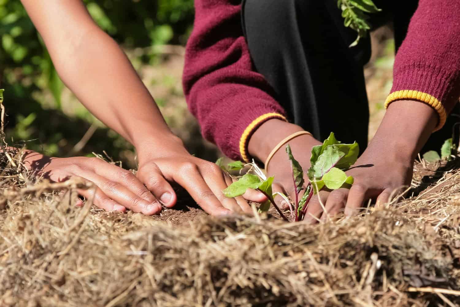 Gather to Grow: Winter crop planting and harvesting tips - Food For Mzansi