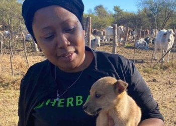 Livestock farming: When livestock farmer Boitumelo Modisane bought her first cattle at auction, she new she was finding her place in the world. Photo: Supplied/Food For Mzansi