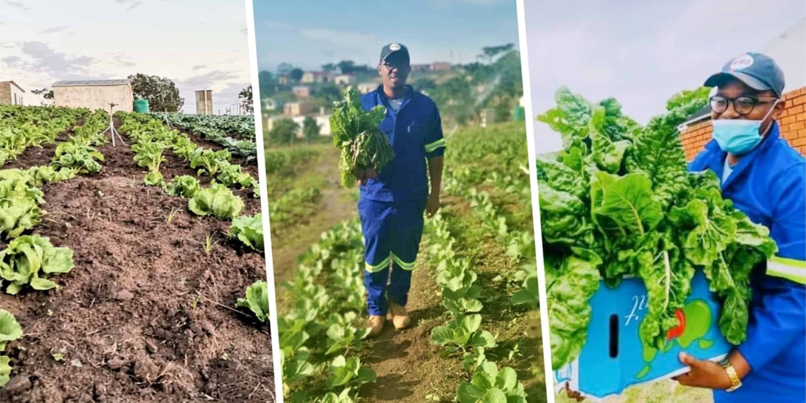 Khanyile Langa (26) has always had an entrepreneurial spirit, but when saw an opportunity in teh agricultural sector, his life changed forever. Photo: Supplied/Food For Mzansi