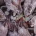 how to farm with rabbits