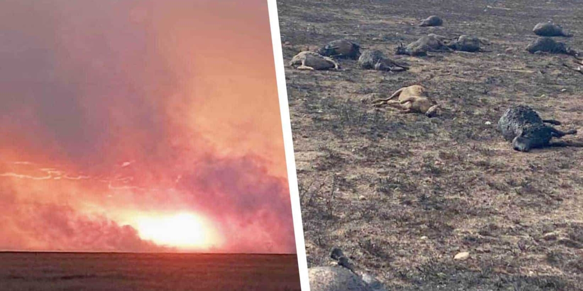 Last week, 7 000 sheep were left without grazing after almost 30 000ha were destroyed during a runaway veld fire in Boshof and Dealesville in the Free State. Photos: Supplied/Food For Mzansi