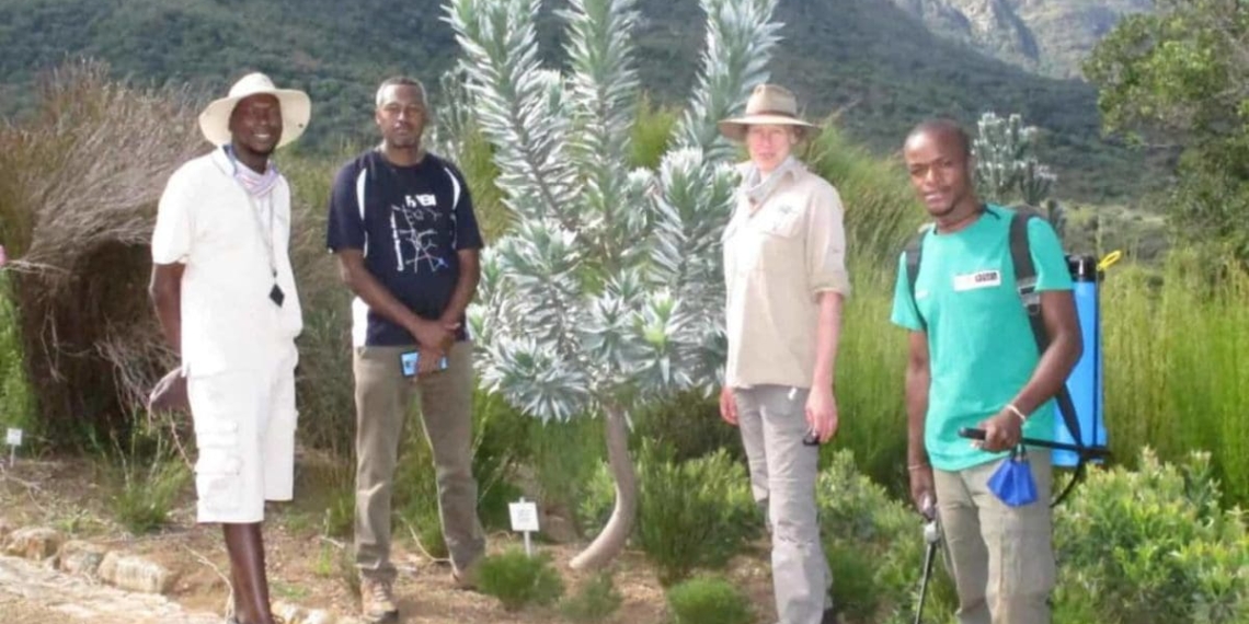 The team of experts currently fighting to save the endangered Silver trees. (From the left) horticulturist, Mashudu Nndanduleni, entomologist, Dr. Mesfin Goss, Pathologist, Dr. Trudy Paap and Horticulturist intern, Thamsanqa Msweli . Photo: SANBI