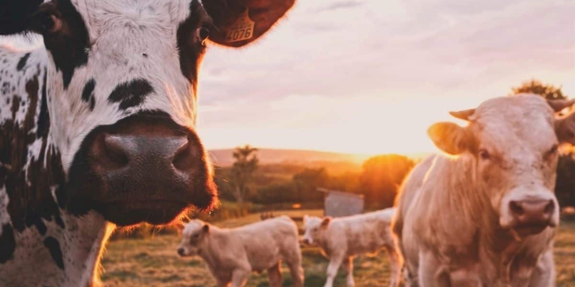 Afrivet chief executive Dr Peter Oberem says he is not surprised by a new foot-and-mouth disease outbreak in KwaZulu-Natal. Over the past 20 years, Mzansi has suffered repeated crises caused by the highly contagious animal disease. Photo: Supplied/Food For Mzansi