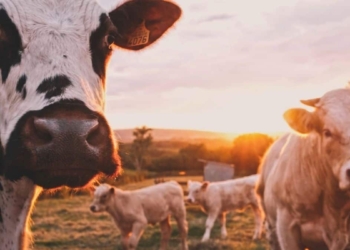 Afrivet chief executive Dr Peter Oberem says he is not surprised by a new foot-and-mouth disease outbreak in KwaZulu-Natal. Over the past 20 years, Mzansi has suffered repeated crises caused by the highly contagious animal disease. Photo: Supplied/Food For Mzansi