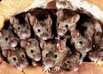 MOUSE PLAGUE: “The only good mouse is a dead mouse,” declared Michael McCormack, Australia’s deputy prime minister. Farmers are stepping up their war on mice with a plan to poison the plague infesting large parts of the New South Wales. Photo: Supplied/Food For Mzansi