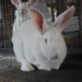 Rabbit farming: Rabbit meat is a healthy white meat, with healthy benefits for people with chronic diseases and is high in protein.