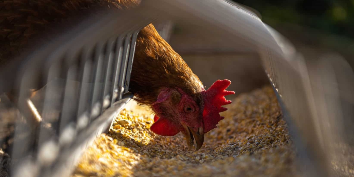 Avian flu has been detected at a Worcester farm, and humane culling is underway. Picture: Supplied/Food For Mzansi