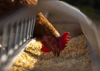 Avian flu has been detected at a Worcester farm, and humane culling is underway. Picture: Supplied/Food For Mzansi