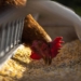 Avian flu has been detected at a Worcester farm, and humane culling is underway. Picture: Supplied/Food For Mzansi