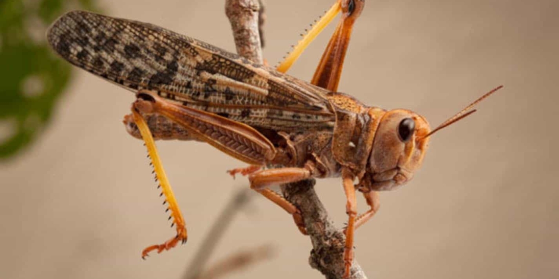 The brown locust found in this area mainly eats grass but will consume any green plants and has been known to decimate maize fields. Photo: SANBI