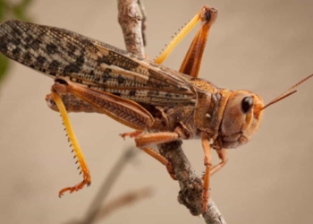 The brown locust found in this area mainly eats grass but will consume any green plants and has been known to decimate maize fields. Photo: SANBI