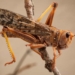 The brown locust found in this area mainly eats grass but will consume any green plants and has been known to decimate maize fields. Photo: SANBI