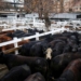 Argentine farm tensions