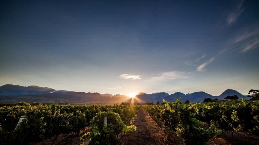Fruit, not only from Nederburg itself but from its supplier farms across the Western Cape, came into the cellars in remarkably healthy, crisp conditions. Photo: Supplied/Nederburg