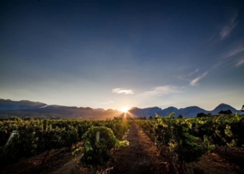 Fruit, not only from Nederburg itself but from its supplier farms across the Western Cape, came into the cellars in remarkably healthy, crisp conditions. Photo: Supplied/Nederburg