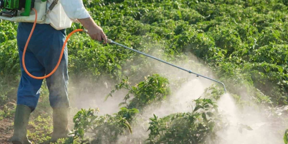 There is an extreme lack of transparency when it comes to the South African pesticide market, found a team of global researchers. Photo: Supplied/Food For Mzansi
