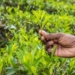 The latest edition of the BeyondCovid business survey made a number of shocking revelations about South Africa’s small-scale farmers. Photo: Supplied/Food For Mzansi