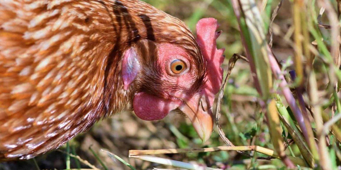 The Western Cape Department of Agriculture is investigating several more avian influenza outbreaks on Cape farms. Photo: Pixabay