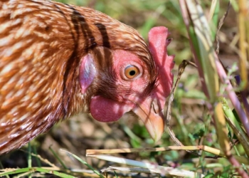 The Western Cape Department of Agriculture is investigating several more avian influenza outbreaks on Cape farms. Photo: Pixabay